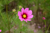 cosmos100825c