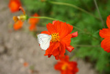 cosmos100825d
