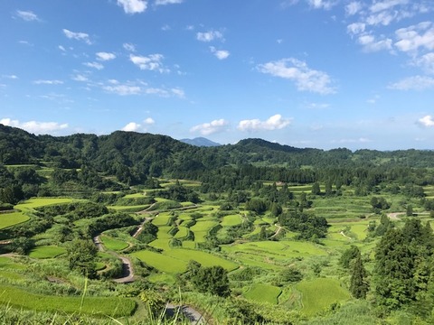 棚田8月