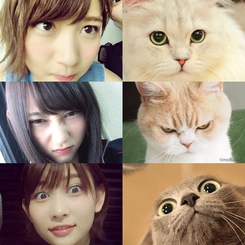 猫 志田