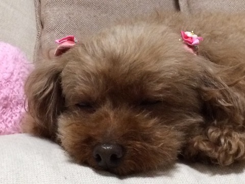 ココ