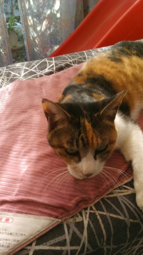 石森 猫