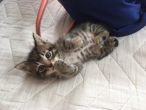 井口 猫