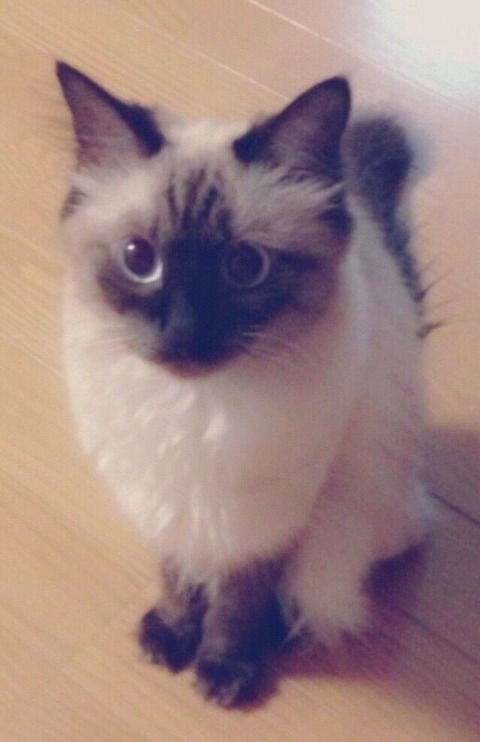 ぺー