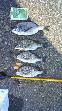 魚１
