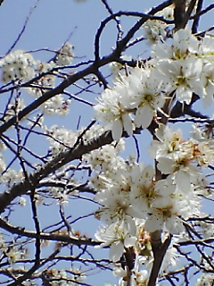 2006桜