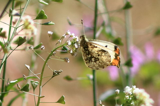 �ĥޥ����祦