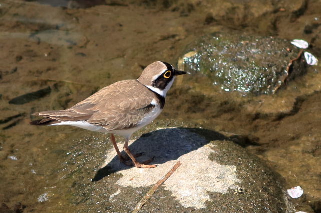 �����ɥ�