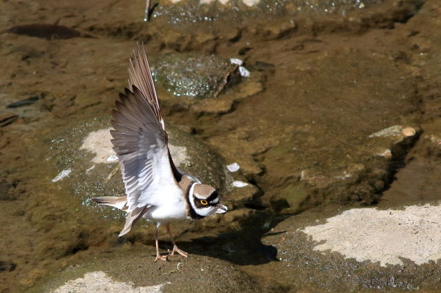 �����ɥ�