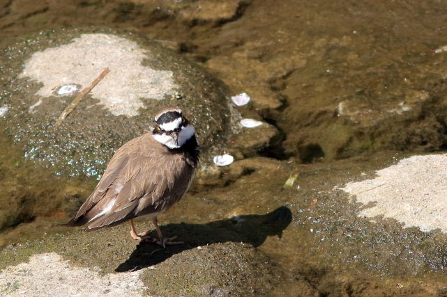 �����ɥ�