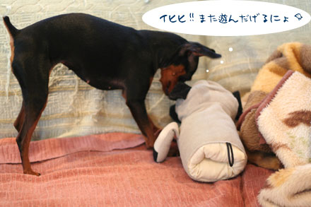 ブルのオペ2