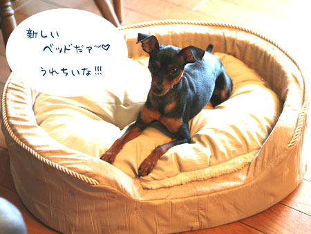 NEW BED1