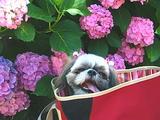 �ޤ뤳���۲�