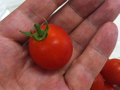 tomato1
