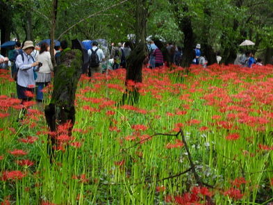 higannbana 017