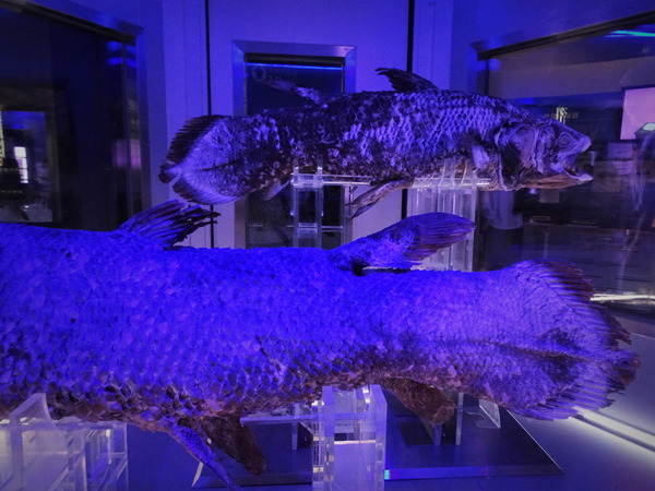 深海ミュージアム (3)