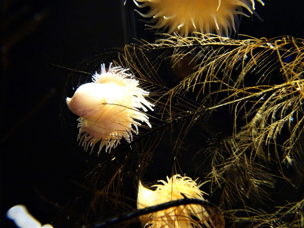 深海ミュージアム (2)