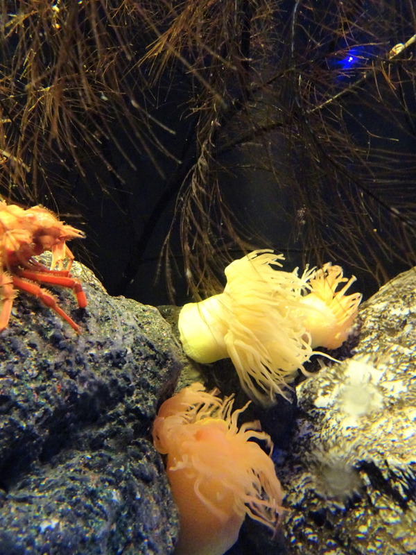 深海ミュージアム (1)