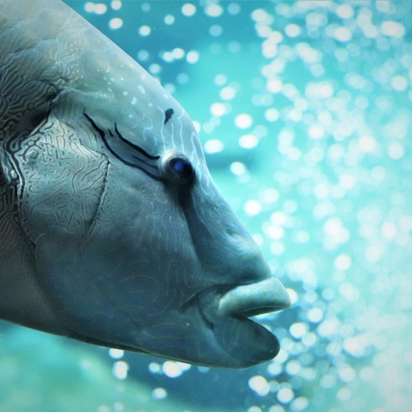 箱根園水族館 (5)