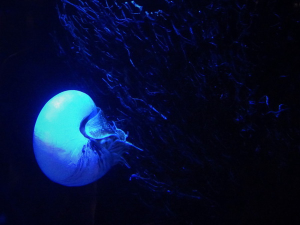 深海ミュージアム (14)