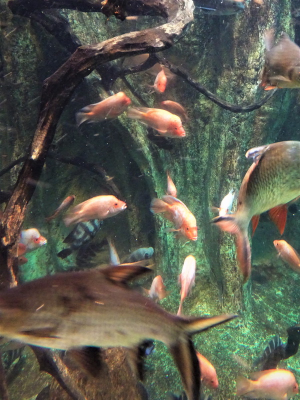 箱根園水族館 (10)