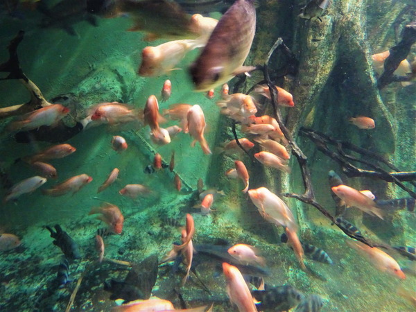 箱根園水族館 (12)