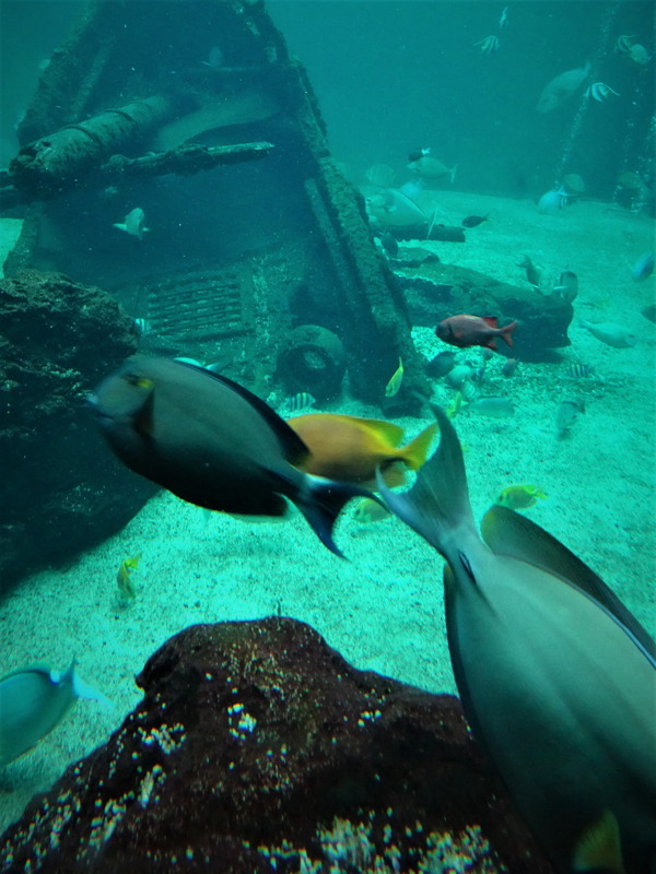 箱根園水族館 (1)