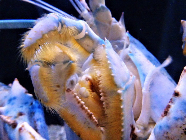箱根園水族館 (15)