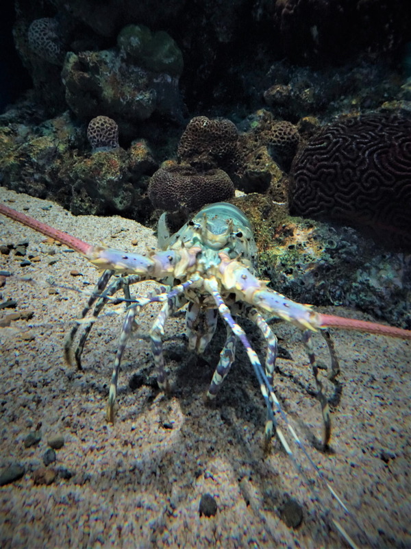 箱根園水族館 (17)