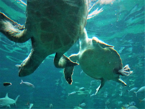 箱根園水族館 (2)