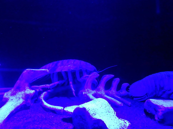 深海ミュージアム (13)