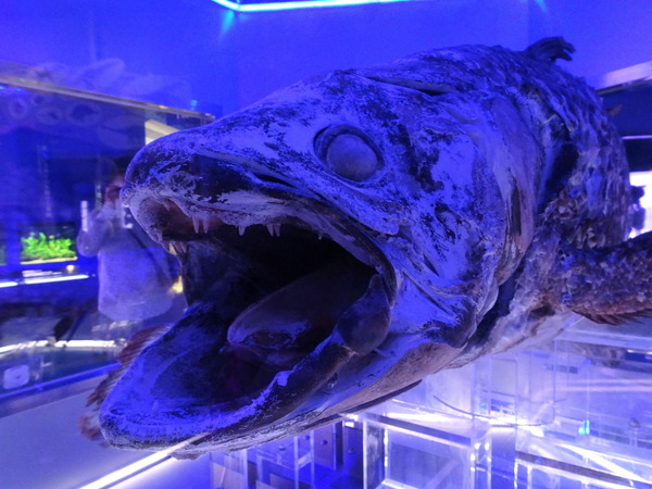 深海ミュージアム (5)
