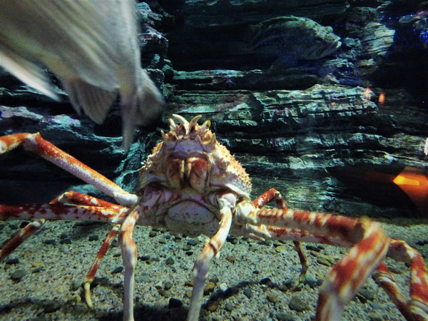箱根園水族館 (6)