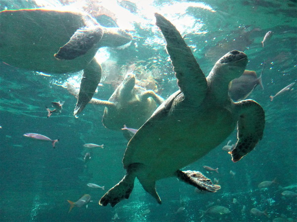 箱根園水族館 (3)