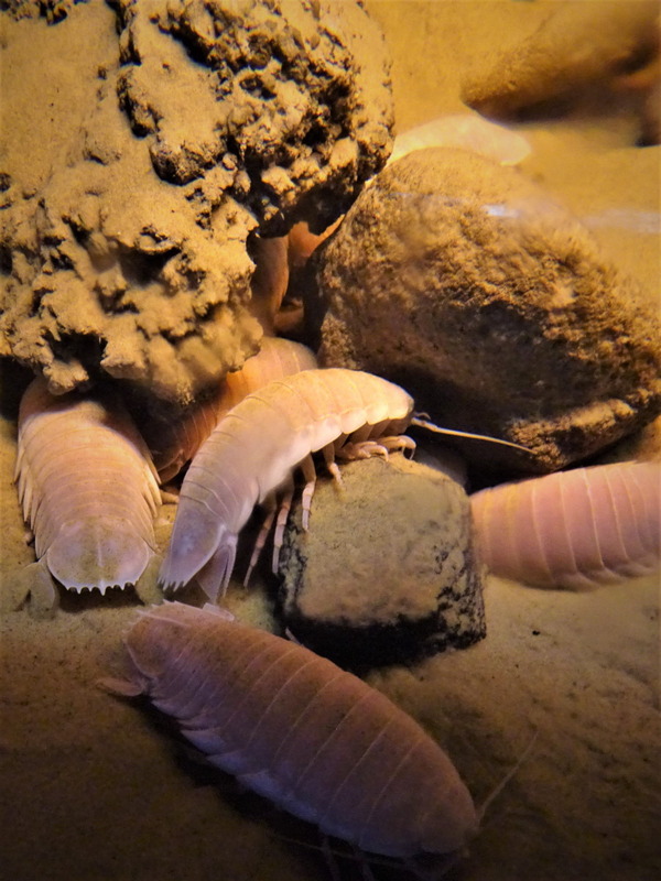 深海ミュージアム (10)