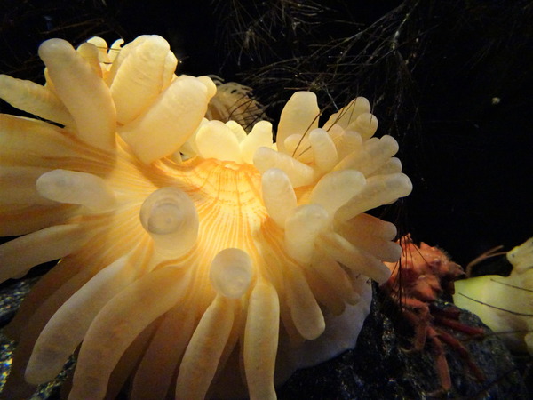 深海ミュージアム (4)