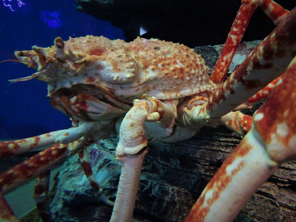箱根園水族館 (7)