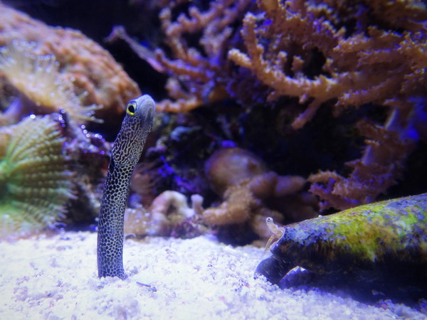 深海ミュージアム (9)