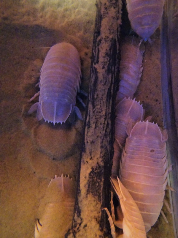 深海ミュージアム (12)