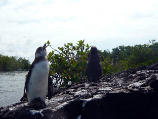 penguin1[1]