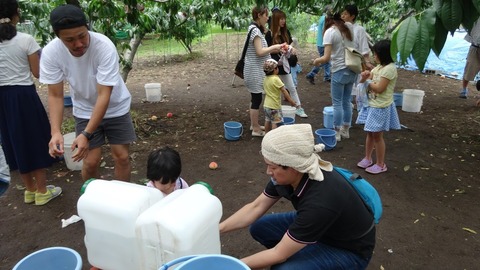 御坂峠天下茶屋周辺桃狩り直売所桃お土産