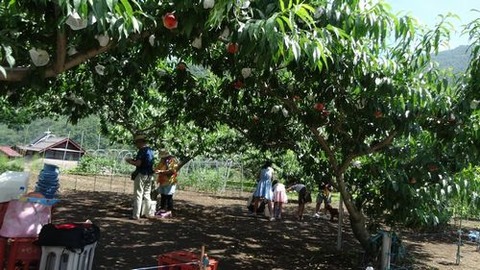 笛吹市一宮御坂町山梨人気おすすめ桃狩り農園直売所2017年H29年食べ放題時間無制限