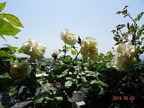 DSC00596-b8