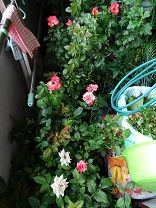 DSC01017-t8
