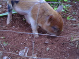 pig
