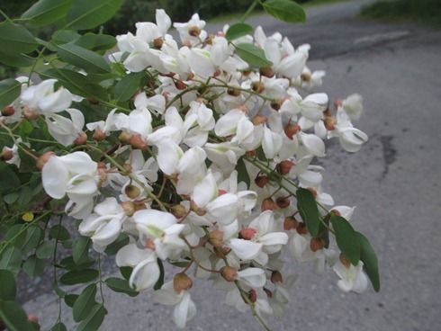 信州から初夏の味覚をお届け 天ぷらにニセアカシアの花房 売り出し新品