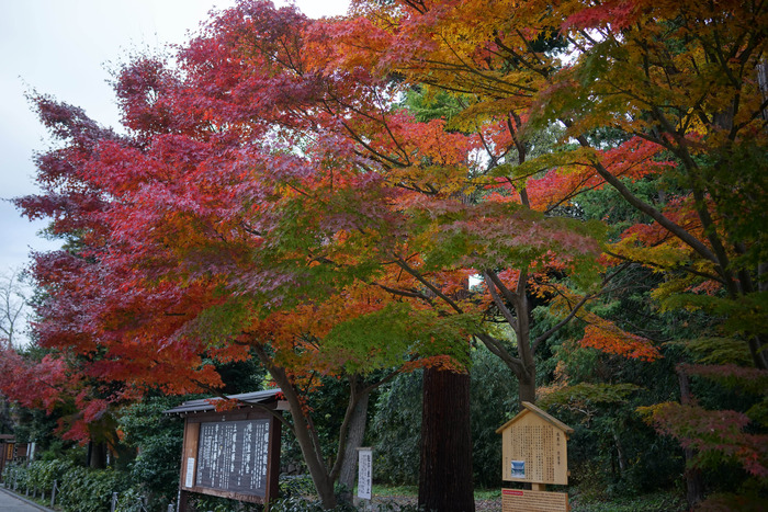 DSC03550