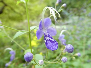 godaisan4