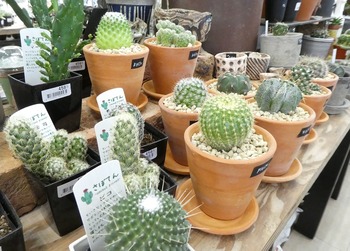 maru8