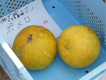 o-ga8